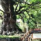 日本一の巨樹「蒲生の大楠」